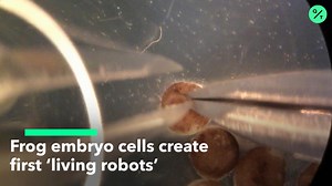 Frog embryo cells create ‘living robots’