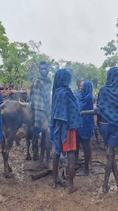 Cattle camp is part of the lifestyle of the Suri people, Omo Valley Ethiopia. . . . #Ethiopia #OmoValley #omoriver #tribes #mamaruethiopiantours #mamarulocalguide #omovalleytribes #omovalleytour #omovalleylocalguide #africa #travel #travelblogger #travelafrica #travelethiopia #seeafrica #visitafrica #facepainting #suri #surma #suritribe #surmatribe #visitomovalley #omoadvisor #mamaru #cattlecamp | Mamaru Ethiopian Tours