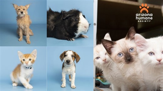 Refugio de Arizona recibió 130 nuevas mascotas y se necesita que 500 peluditos sean adoptados en 72 días para poder mantener el ritmo