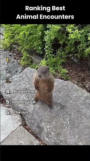 Animals Losing Their Temper! 😂🐾 Funniest Angry Animal Moments Ever! 🦜😾🤣