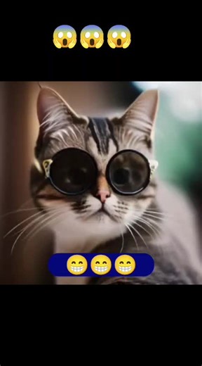 Funny Cat Video: Hilarious Moments You Can't Miss