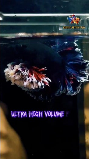 Exotic Betta fish || Ultra high ventral fins volume World 🏆 champion fish #bettafish