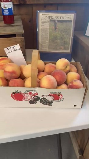 Stein's Farm Market on Reels