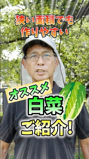 家庭菜園や農園の白菜栽培で品種選びの秘訣！沢山収穫できるおすすめ品種と白菜の育て方！【農家直伝】#shorts