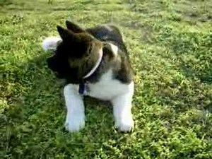 Akita puppy and Black lab playing