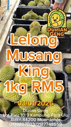 Lelong Musang King Durian 1kg RM5 di Muar