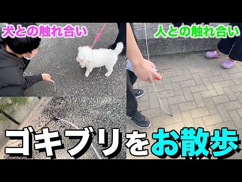 I took a cockroach for a walk