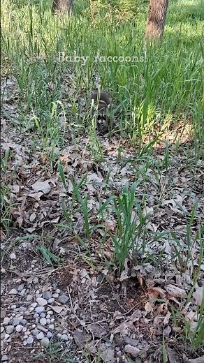 baby raccoons!!