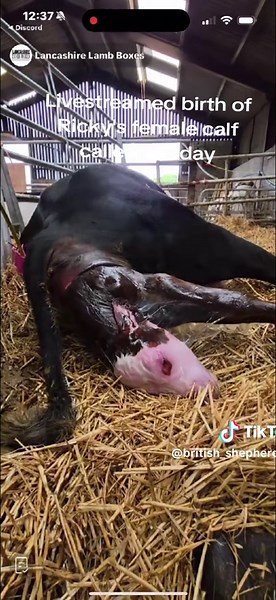 Ricky our cow gave birth on a livestream. Mum and calf are doing well. Thank you to @Codi 😘 and everyone for filming the birth. #farm #calving #rickythecow #sundaythecalf