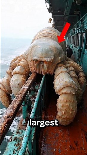 Top 5 Largest Sea Creatures Ever Caught On Camera 😱🫣