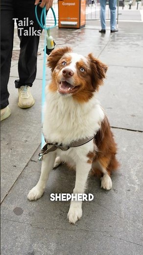 Meet Kaido, a 2-year-old Mini Australian Shepherd #dog #australianshepherd #doglover #dogsofnewyork