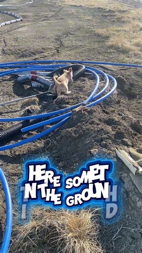 Mosey vs Gophers! Can You Hear Them? 👀🐾 | Mosey’s Big Dig