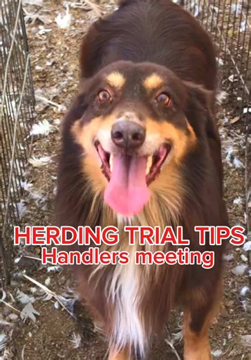 Being present at the handler’s meeting at a herding trial can make or break your run. That meeting is where the judge explains exactly how they want the course handled that day. Even if you’ve run that arena before, every judge has slightly different expectations—how they want the outrun set up, what they consider a complete fetch panel, how tight they’ll score flanks, what constitutes a missed gate, or how they want the shed handled. Those details matter. Small misunderstandings can cost big po