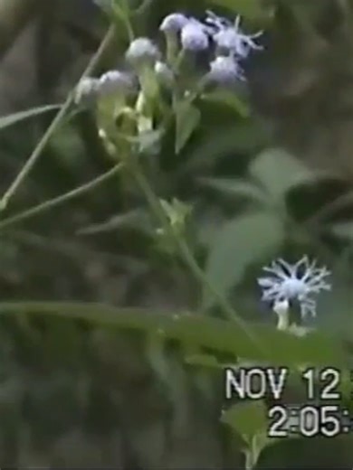 Cover Completo de 'Tu Corazón' por Mounier