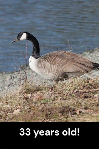 70 MPH Goose: The Physics Secret of the "Flying V" #birdwatching #facts #waldenwildlifewatch
