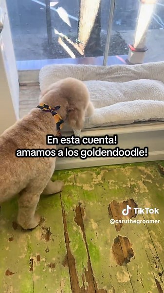 🐶Los Goldendoodles: la mezcla perfecta entre inteligencia, ternura y energía. Una de las razas más queridas del mundo, resultado del cruce entre un Golden Retriever y un Poodle, dos razas conocidas por su dulzura, inteligencia y lealtad. GoldendoodleLove #goldendoodle #poodlemixesoftiktok #GoldenRetriever #DoodleLife #dogcare 💛 Personalidad: Son alegres, sociables y muy cariñosos. Les encanta estar rodeados de personas y son excelentes con los niños. Suelen adaptarse fácilmente a diferentes es