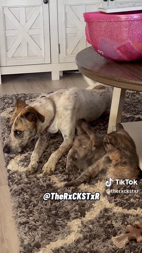 RxCKSTxR Mashup 🐾 Which duo was the best? 😂 #voiceover #talkingdog #talkingcat #petsoftiktok #dogsoftiktok #catsoftiktok #animalsoftiktok #funnyanimals #catlover #doglover #rxckstxr