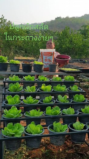 ปลูกผักสลัดในกระถางง่าย ๆ: วิธีปลูกผักสลัดอินทรีย์เพิ่มงานเกษตร
