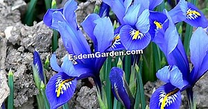 Iris Reticulata 🌿 Todo Sobre Jardinería Y Diseño De Jardines - 2025