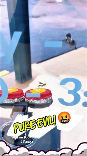 This Tiny Bee Just Humiliated a Giant Bird! 🤯 hummingbird #bee #wildlife