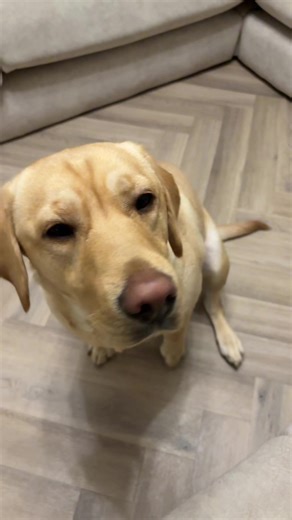 Winnie’s version 🫨 🐾#trend #labrador #funny