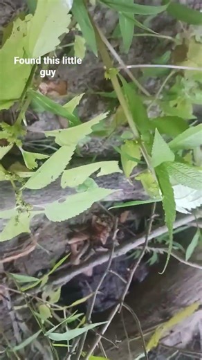 isn't he so cute!!! 😍 #beautiful #cute #beaver #nature