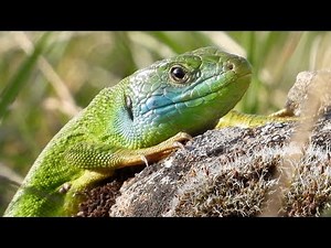 Western green lizard. Westliche Smaragdeidechse