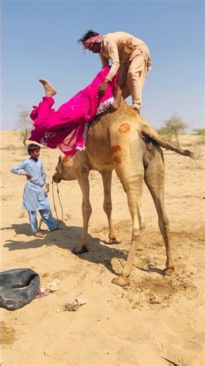 The groom is lovingly his bride a camel ride 🐪❤️