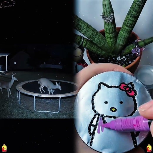 ¿Sabías que la naturaleza es rara? Mira esto