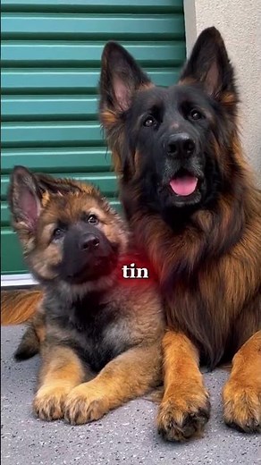 5 Surprising Facts About German Shepherds!