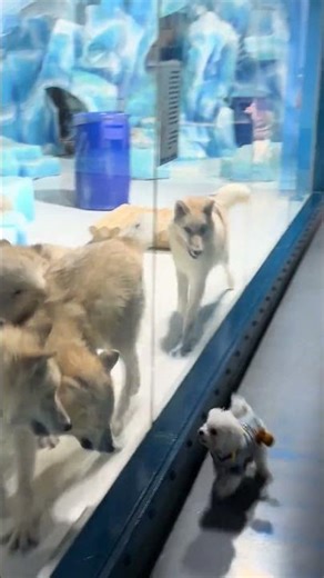 7003: Wolves pace along glass wall as dog runs outside in China