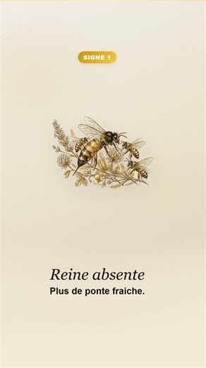 🔢 4 signes que ta colonie va essaimer
