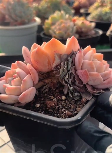 Relaxing ASMR Succulent Leaf Peel Sounds