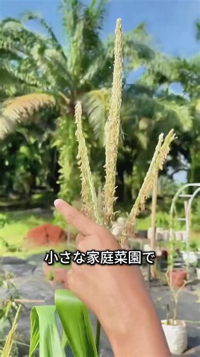 Why Your Homegrown Corn Is Sparse! Tips for Hand-Pollination to Get Full Kernels