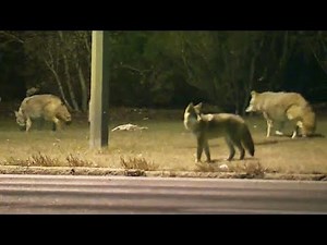 Cape Breton man fights off coyotes to save his two dogs
