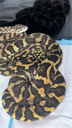 Mum and dad of our baby jungle x coastal carpet pythons #junglepython #baby #reptiles