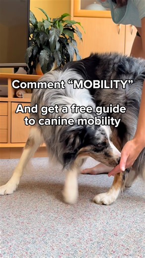 14K views · 93 reactions | Mobility is what allows your dog to move freely, comfortably, and efficiently - whether they’re sprinting, turning, jumping, or just navigating daily life. Comment ''퐌퐎퐁퐈퐋퐈퐓퐘'' for a Free Mini Guide on Mobility! | Dogs4motion Academy for active dogs | Facebook