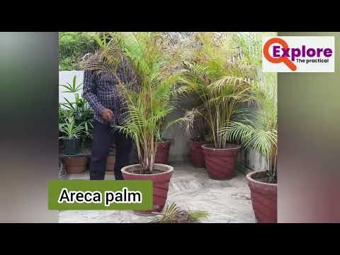Areca Palm pruning | Pruning of Areca Palms | How to take care of brown tips on palm trees