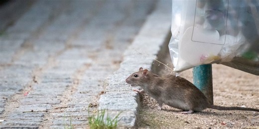 The Rats of New York City Have Developed Their Own Language