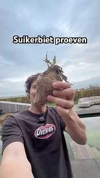 Does a sugar beet really taste like sugar?