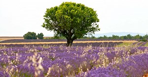 Circuit à vélo en Provence : sur les traces de Giono à Valensole et Manosque