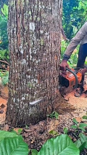 cutting down a large mahogany tree using a chainsaw news#wood#woodworking#shorts
