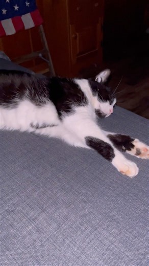 We’re sorry… #funny #livingonafarm #cat #adoptstrays #cute #catvideos #cutepet