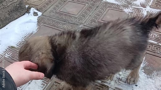 A beautiful gray dog, looking like a little wolf, runs to his master
