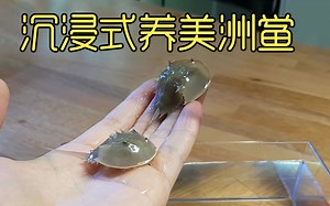 沉浸式养美洲鲎，历经3年时间养美洲鲎的过程，太有趣太解压_哔哩哔哩_bilibili