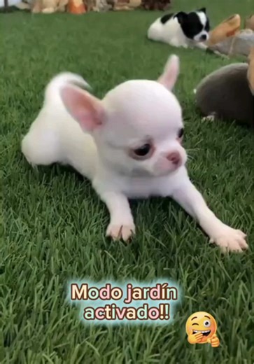 La Reina de Oros: Prometo portarme bien