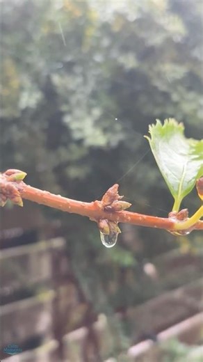 A Raindrop’s Fall — The Beauty of Autumn in One Moment