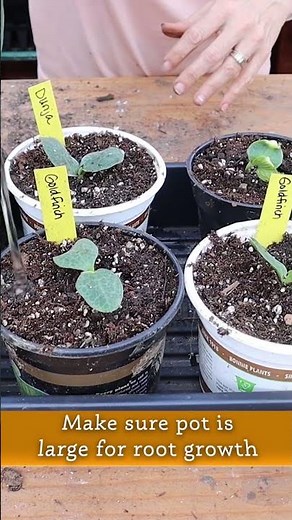 How to Successfully Start Squash Seeds Indoors
