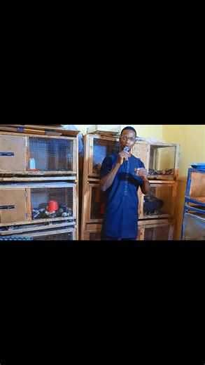 on peut commencer l'élevage de cailles avec un carton de 12500 et faire près d'un million de bénéfices au bout de 6 mois 76 64 79 85 63828772 | Samaké ka zôzani