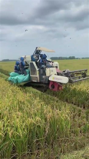 MAXXI || #maxxibimo102standar #combineharvester #automobile #kombisawah #kombi #maxxibimoterbaru